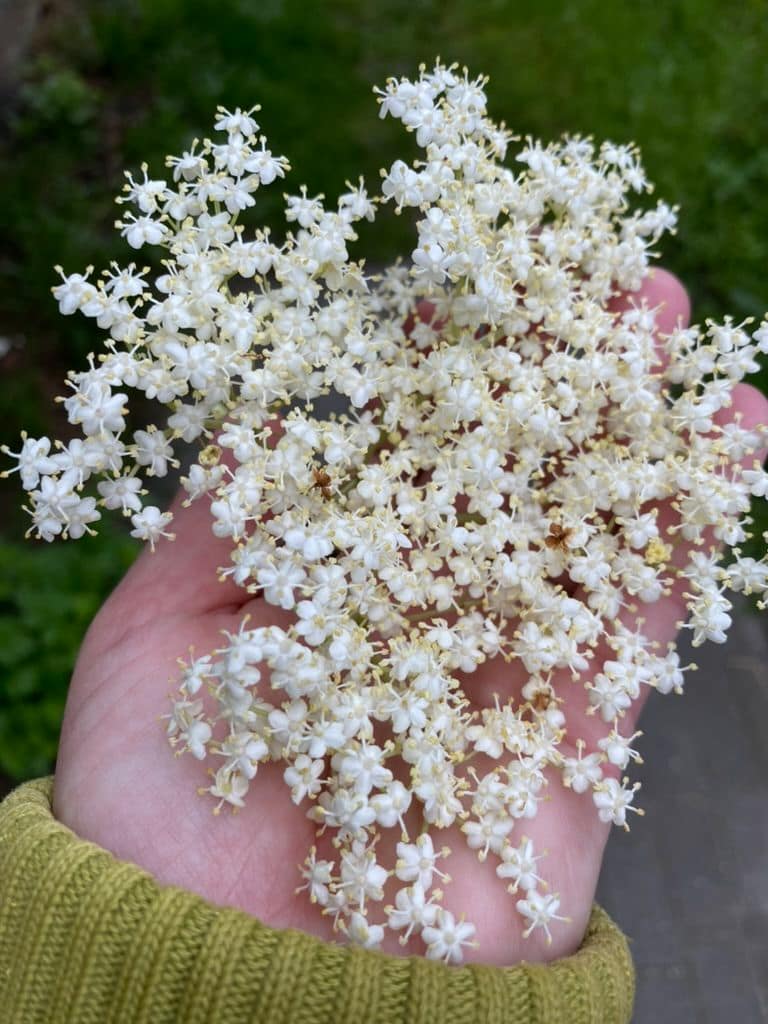 czarny bez kwiat